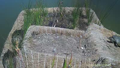 Turtle Island wildlife capture