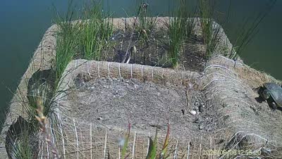 Turtle Island wildlife capture