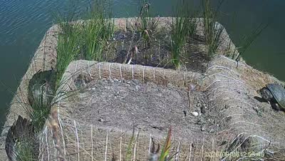 Turtle Island wildlife capture