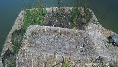 Turtle Island wildlife capture