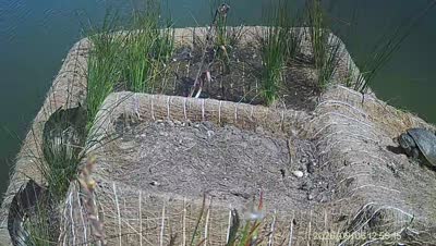 Turtle Island wildlife capture