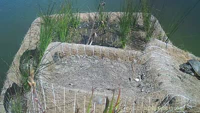 Turtle Island wildlife capture