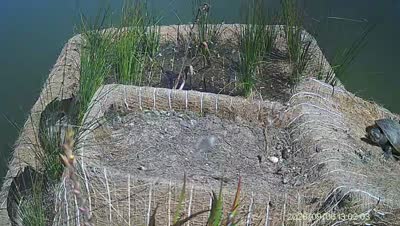 Turtle Island wildlife capture