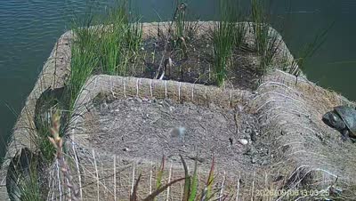 Turtle Island wildlife capture