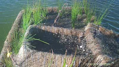 Turtle Island wildlife capture