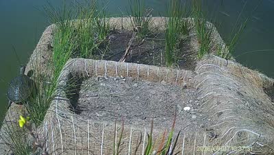 Turtle Island wildlife capture