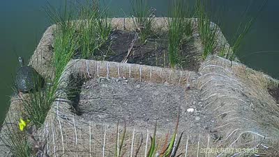 Turtle Island wildlife capture
