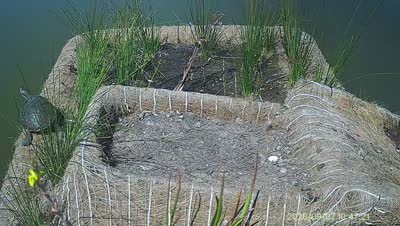 Turtle Island wildlife capture