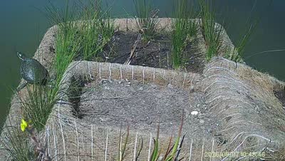 Turtle Island wildlife capture