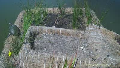 Turtle Island wildlife capture