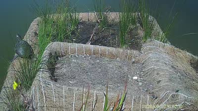 Turtle Island wildlife capture