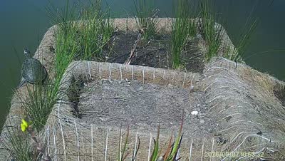 Turtle Island wildlife capture