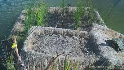 Turtle Island wildlife capture