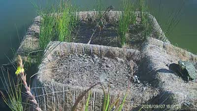 Turtle Island wildlife capture