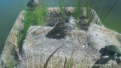 Turtle Island wildlife capture