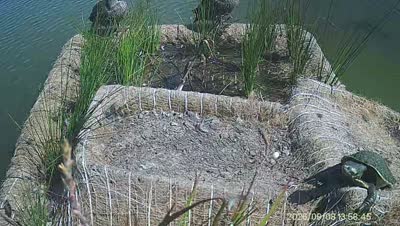 Turtle Island wildlife capture