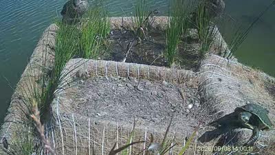 Turtle Island wildlife capture