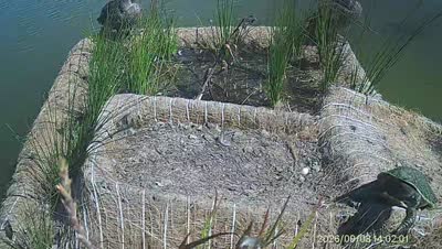 Turtle Island wildlife capture