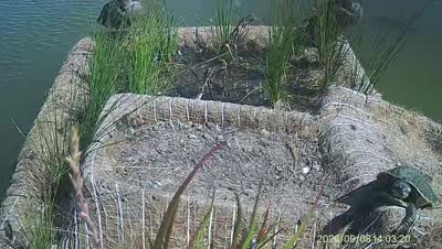 Turtle Island wildlife capture