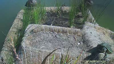 Turtle Island wildlife capture