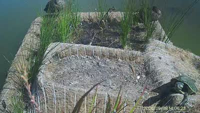 Turtle Island wildlife capture
