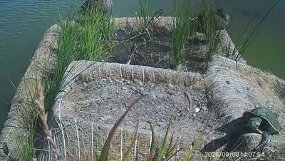 Turtle Island wildlife capture