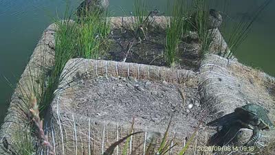 Turtle Island wildlife capture