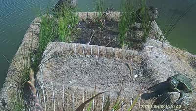 Turtle Island wildlife capture