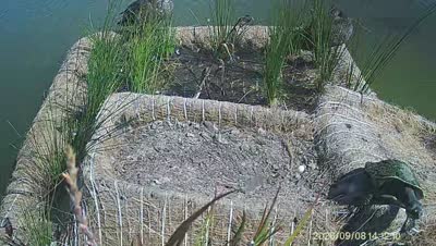 Turtle Island wildlife capture