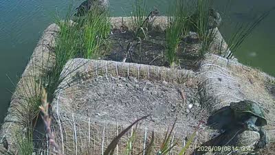 Turtle Island wildlife capture