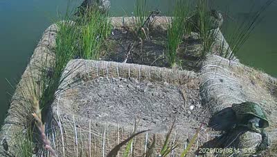 Turtle Island wildlife capture