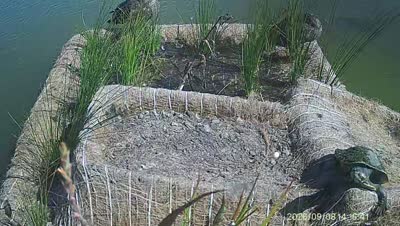 Turtle Island wildlife capture