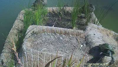 Turtle Island wildlife capture