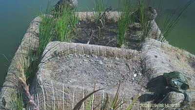 Turtle Island wildlife capture