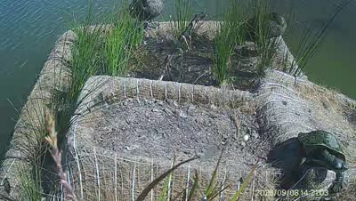 Turtle Island wildlife capture