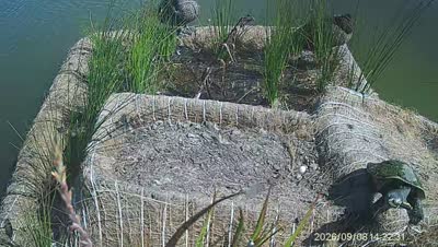 Turtle Island wildlife capture