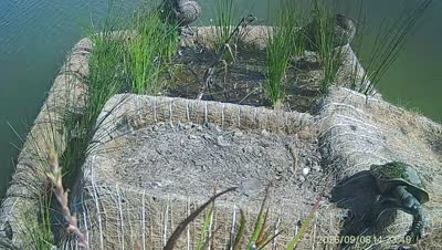 Turtle Island wildlife capture