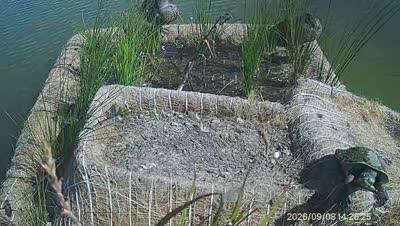 Turtle Island wildlife capture