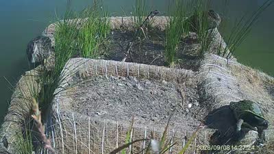 Turtle Island wildlife capture