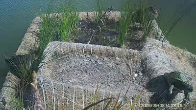 Turtle Island wildlife capture