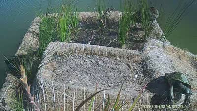 Turtle Island wildlife capture