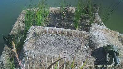 Turtle Island wildlife capture