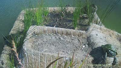 Turtle Island wildlife capture