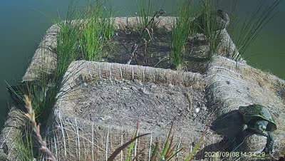 Turtle Island wildlife capture