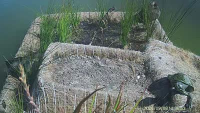 Turtle Island wildlife capture