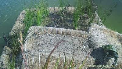 Turtle Island wildlife capture
