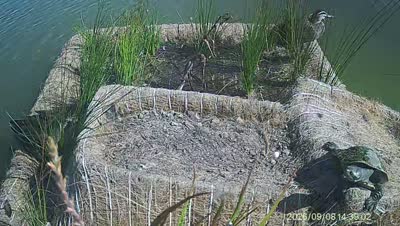 Turtle Island wildlife capture