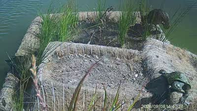 Turtle Island wildlife capture