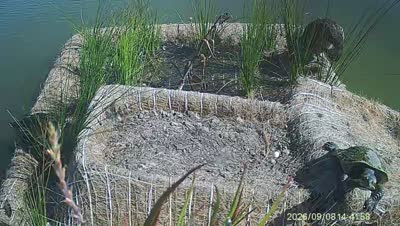 Turtle Island wildlife capture