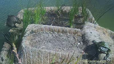 Turtle Island wildlife capture
